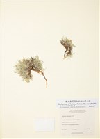 藏品(葶藶子黃芪)的圖片